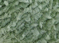 AQUA farve 4, Avocado